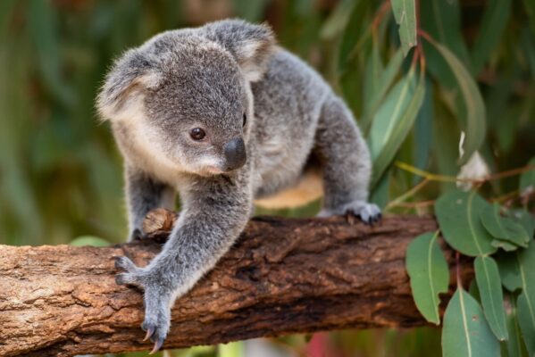 Gấu koala tại Port Stephens Koala Sanctuary Australia, điểm tham quan nổi tiếng gần Sydney